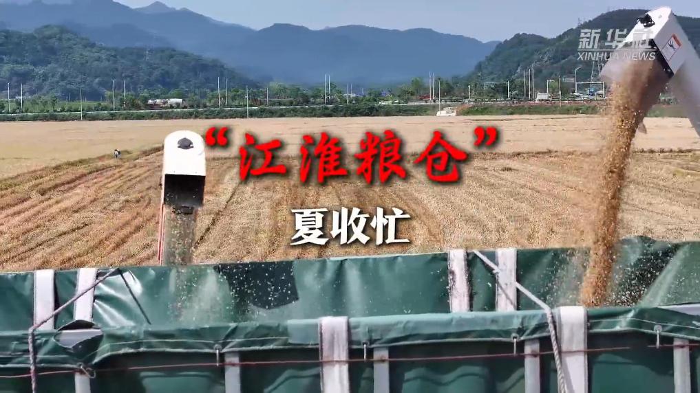 “江淮粮仓”夏...