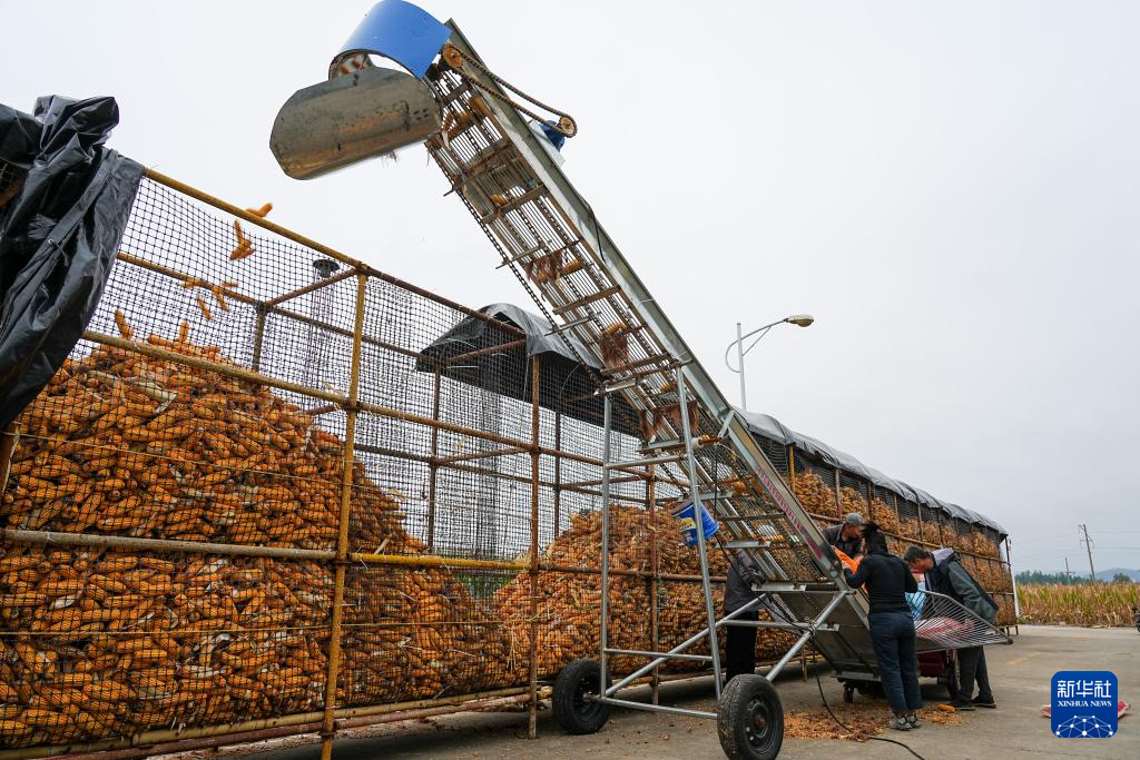 山东沂南：多措并举抢收玉米