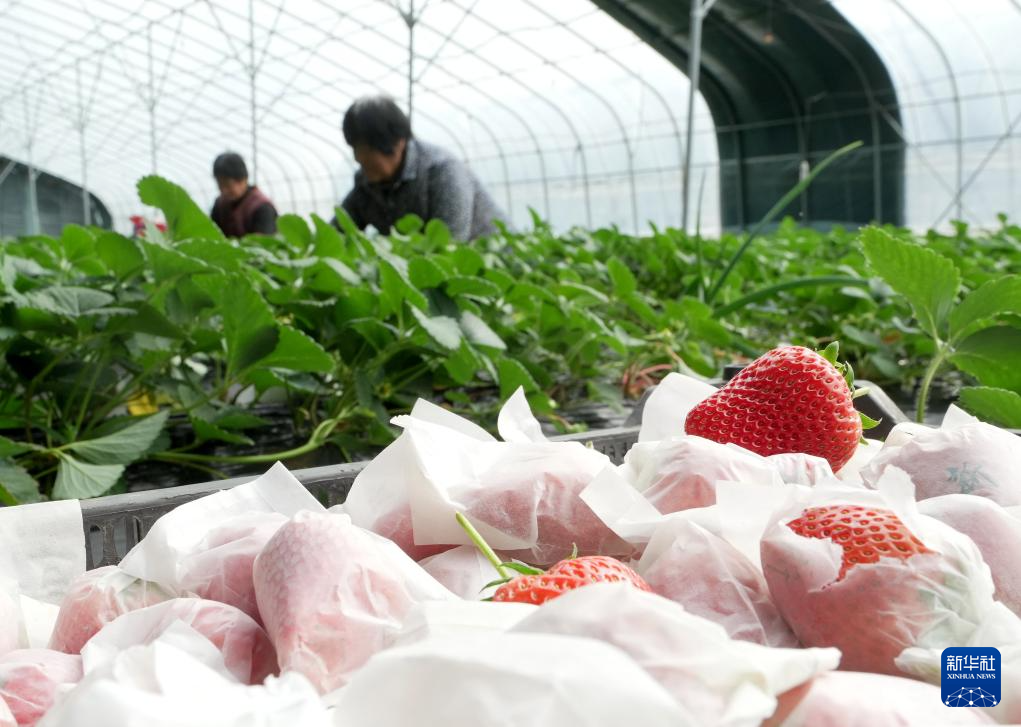 河北卢龙：特色...