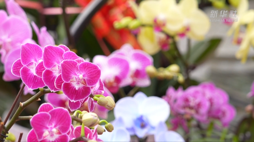 扮靓新春 山东...