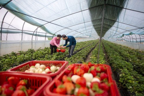 “一村一品”促...