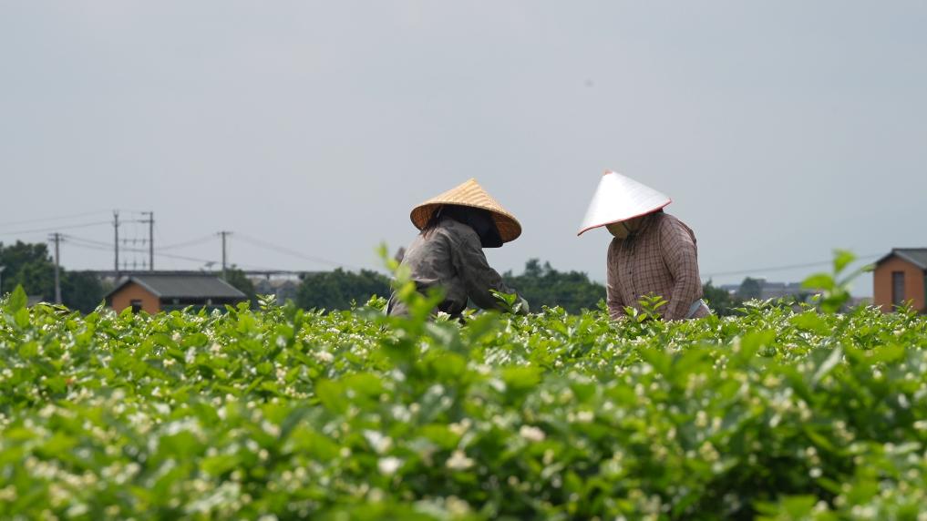 34万花农忙丰...